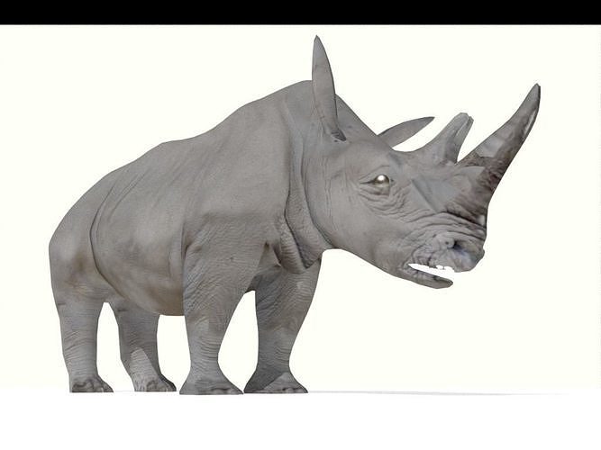 rhino lowpoly rhinoceros Low-poly 3D model