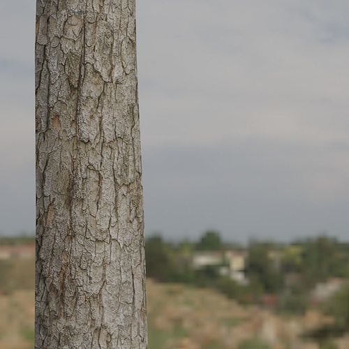2K PBR Pine Tree Bark Texture Texture