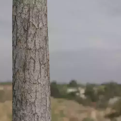 2K PBR Pine Tree Bark Texture