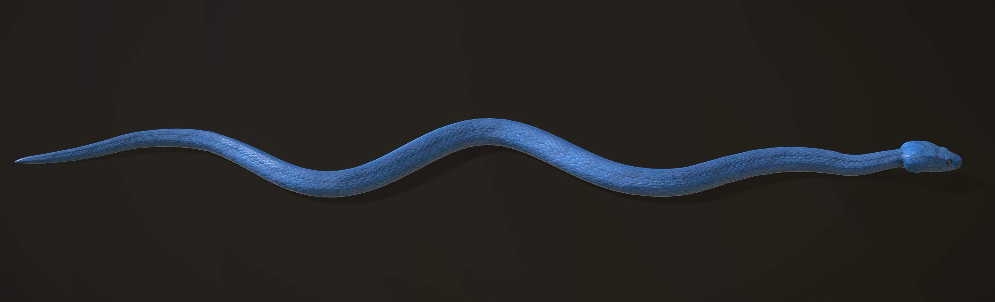 Snake - Blue Viper with animations Low-poly 3D model_8