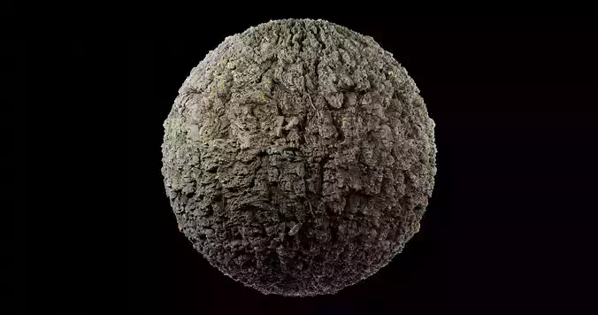 Bark 1 acorn Texture