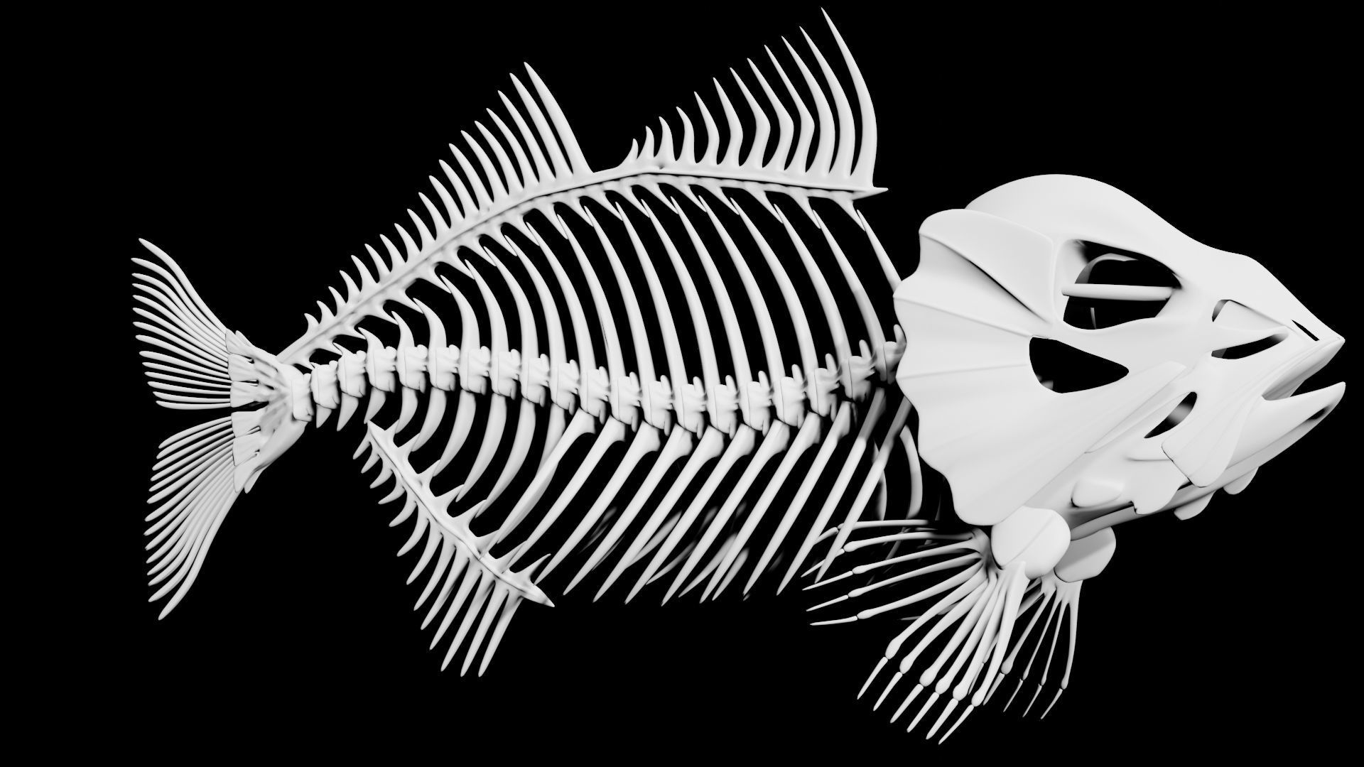 Fish skeleton Low-poly 3D model_7