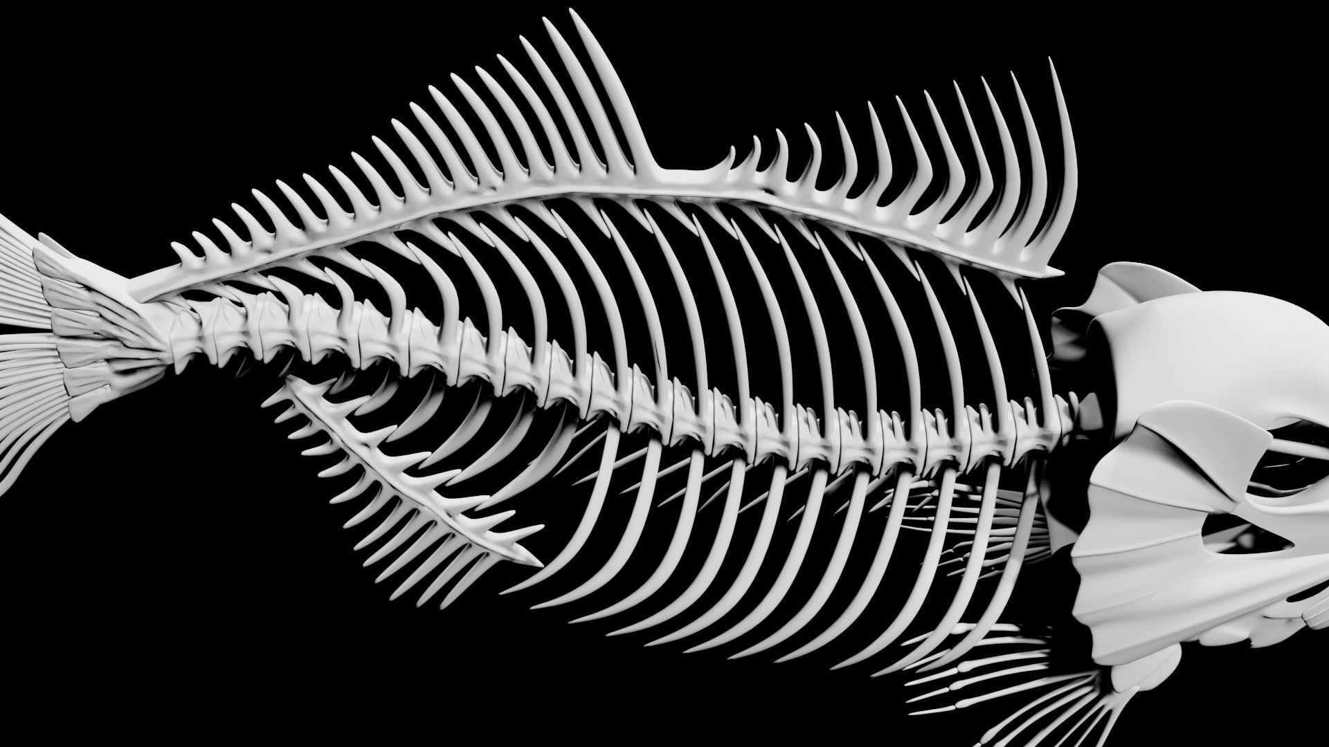 Fish skeleton Low-poly 3D model_6