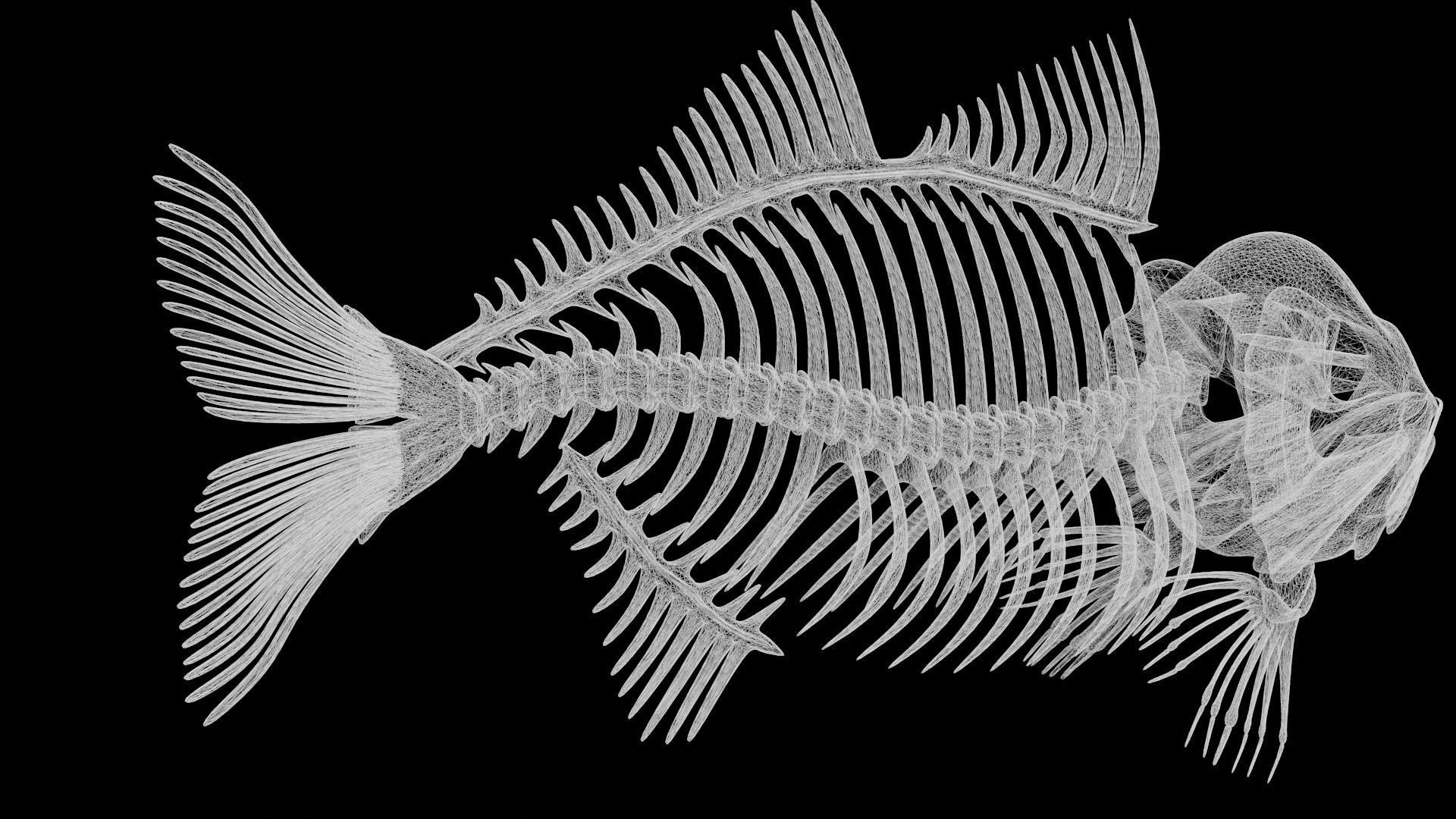 Fish skeleton Low-poly 3D model_10