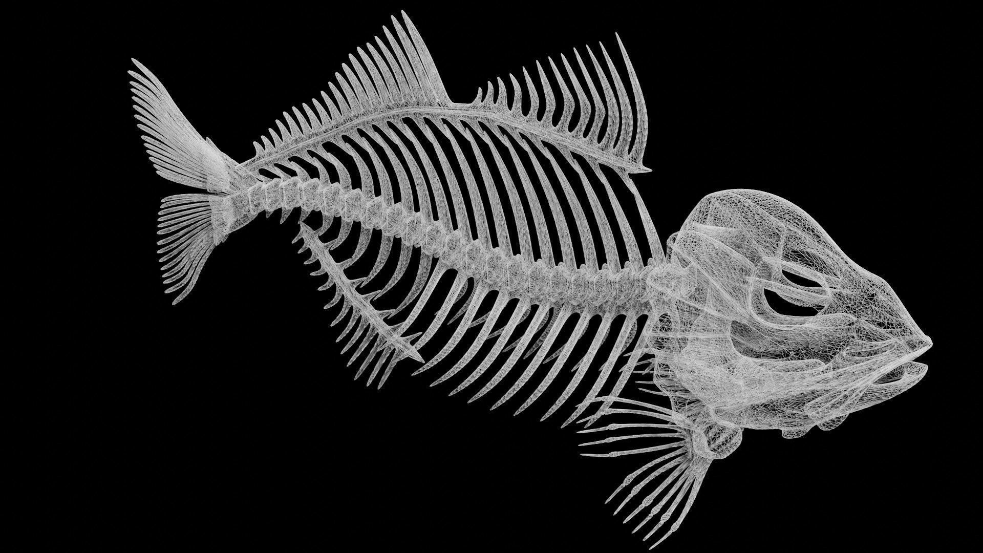 Fish skeleton Low-poly 3D model_8