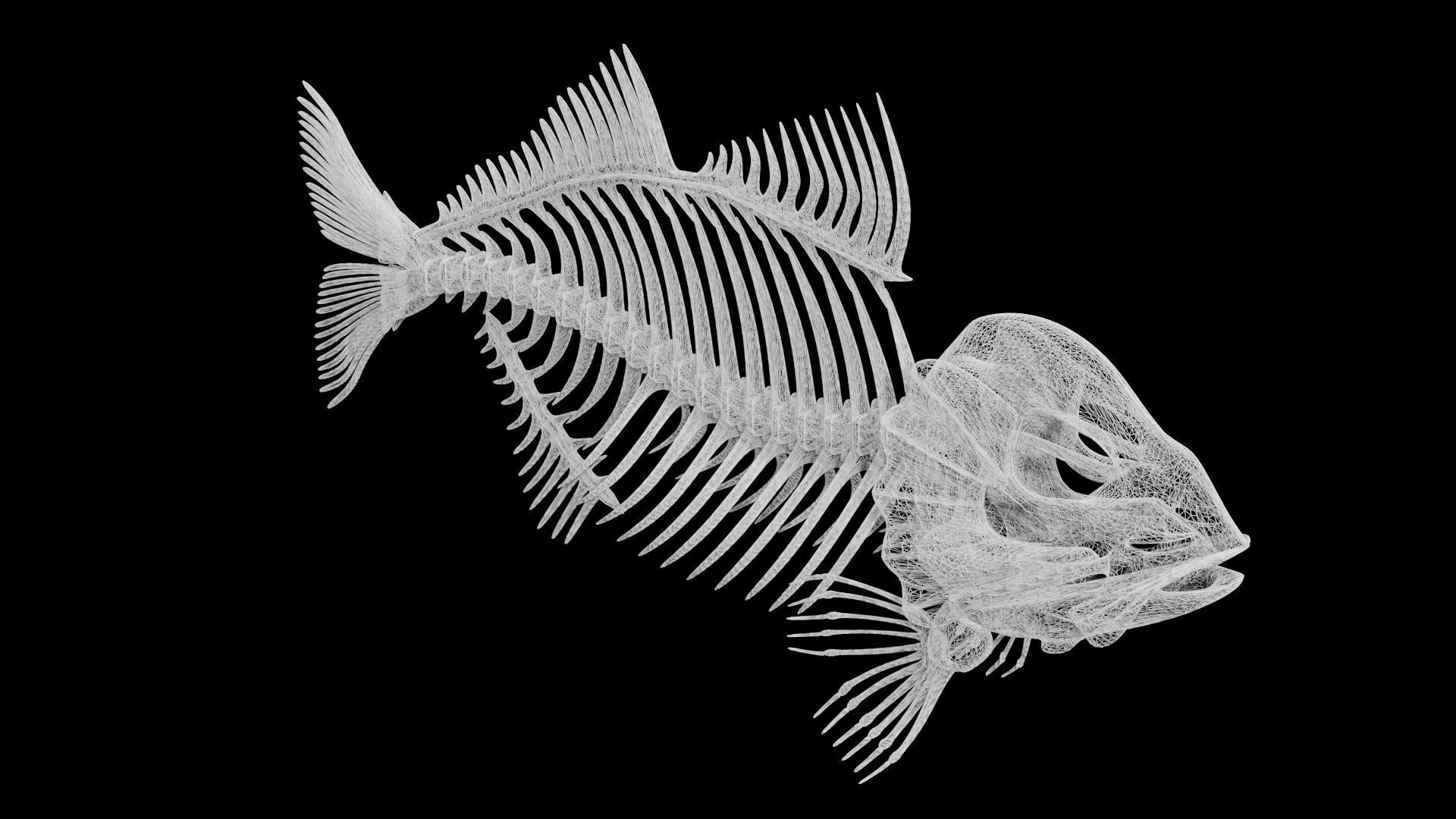 Fish skeleton Low-poly 3D model_9