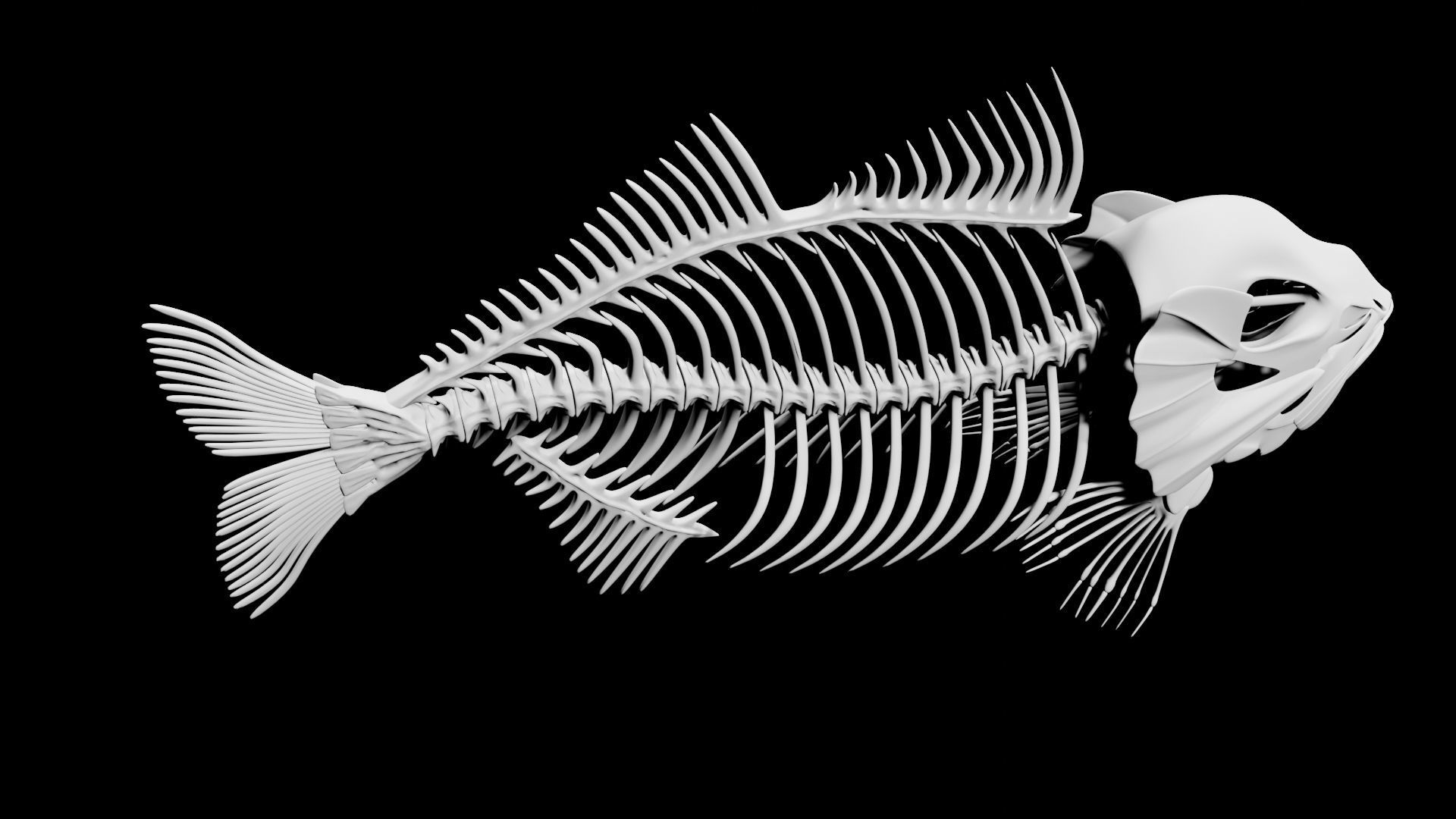 Fish skeleton Low-poly 3D model_2