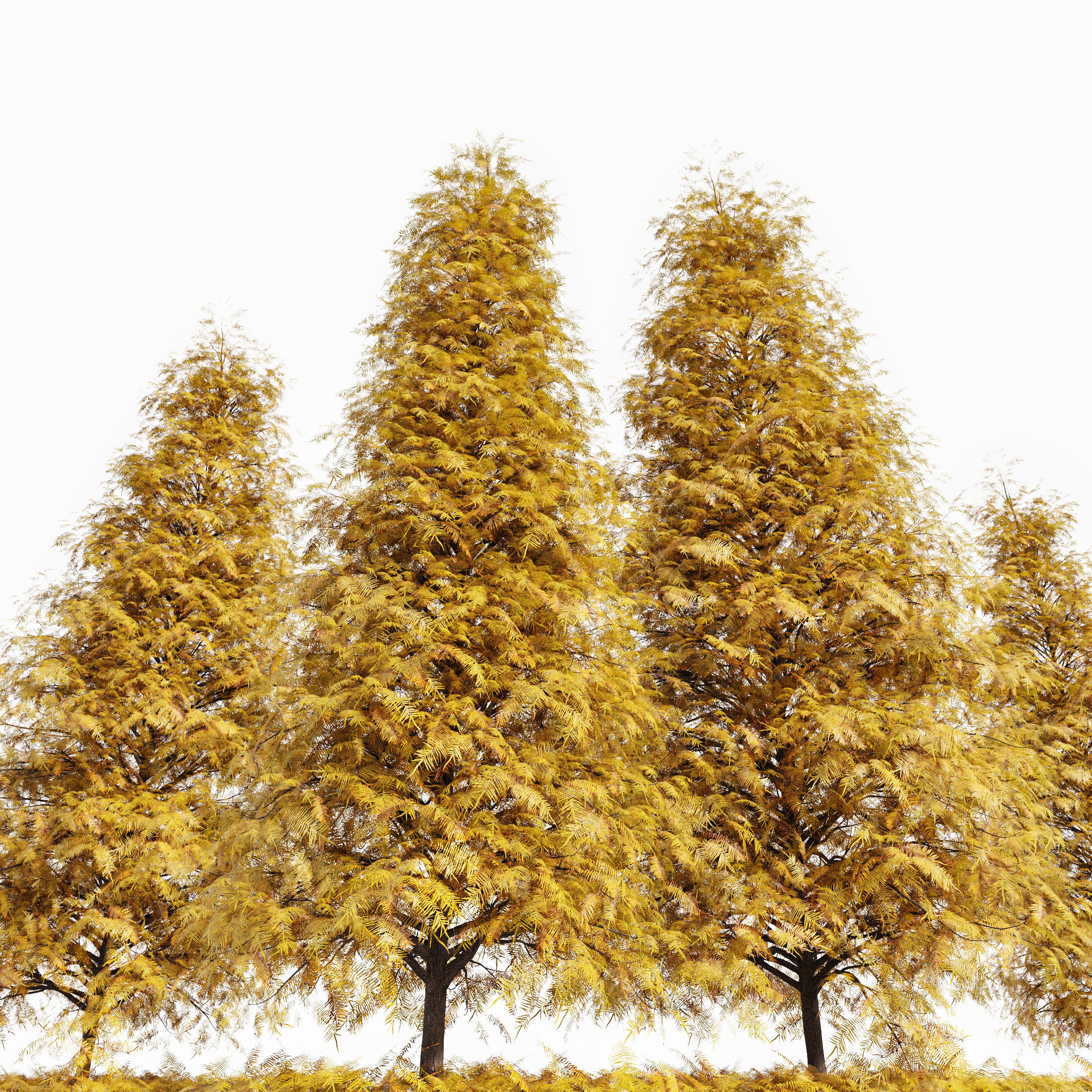 2tree-Real Metasequoia glyptostroboides - Orange 3D model_3
