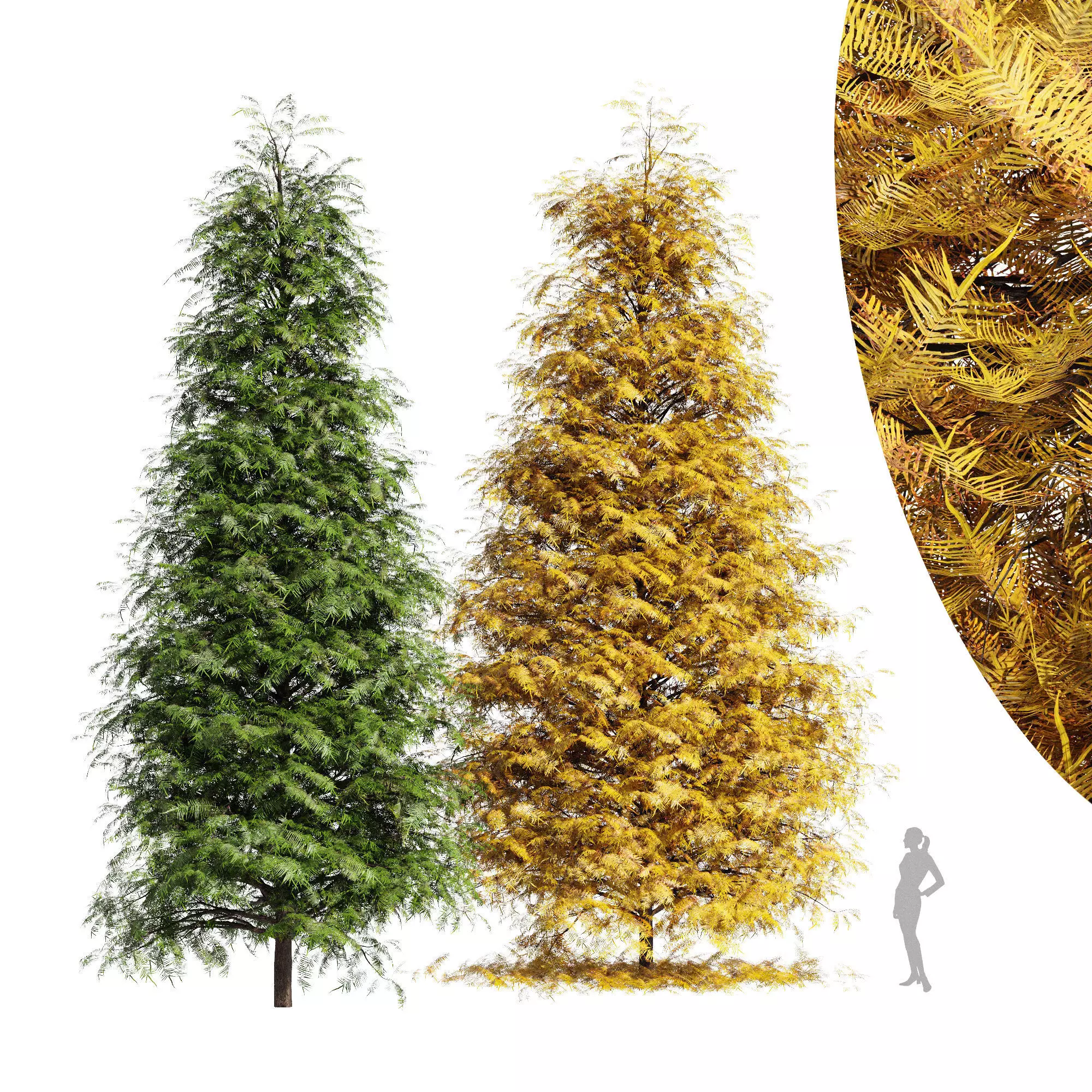 2tree-Real Metasequoia glyptostroboides - Orange 3D model_0