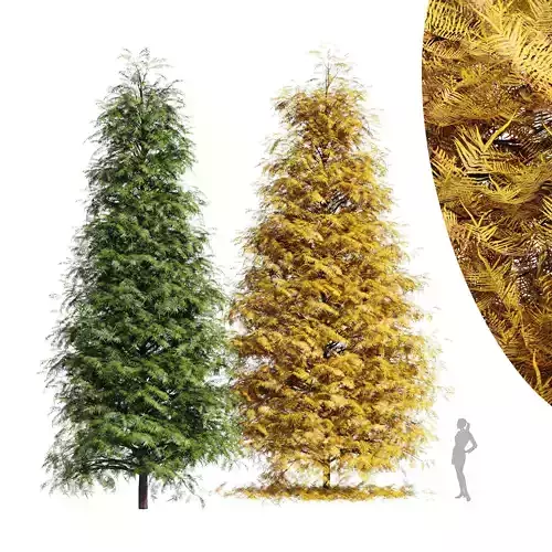 2tree-Real Metasequoia glyptostroboides - Orange 3D model