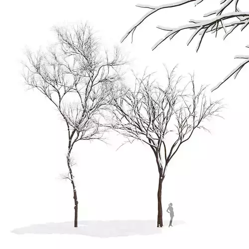 2tree Real Tree Quercus serrata Ulmus changii Winter 3D model