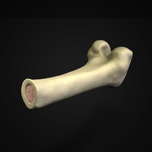 Femur Thigh Bone Cross section 3D model