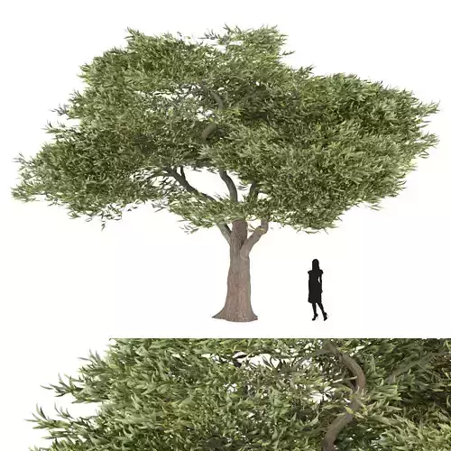 Acacia tree vol 15 3D model