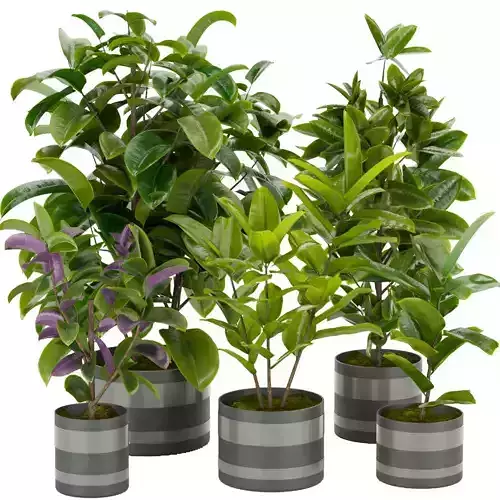 Collection plant vol 272 - indoor - rubber - leaf - 3dmodel 3D model