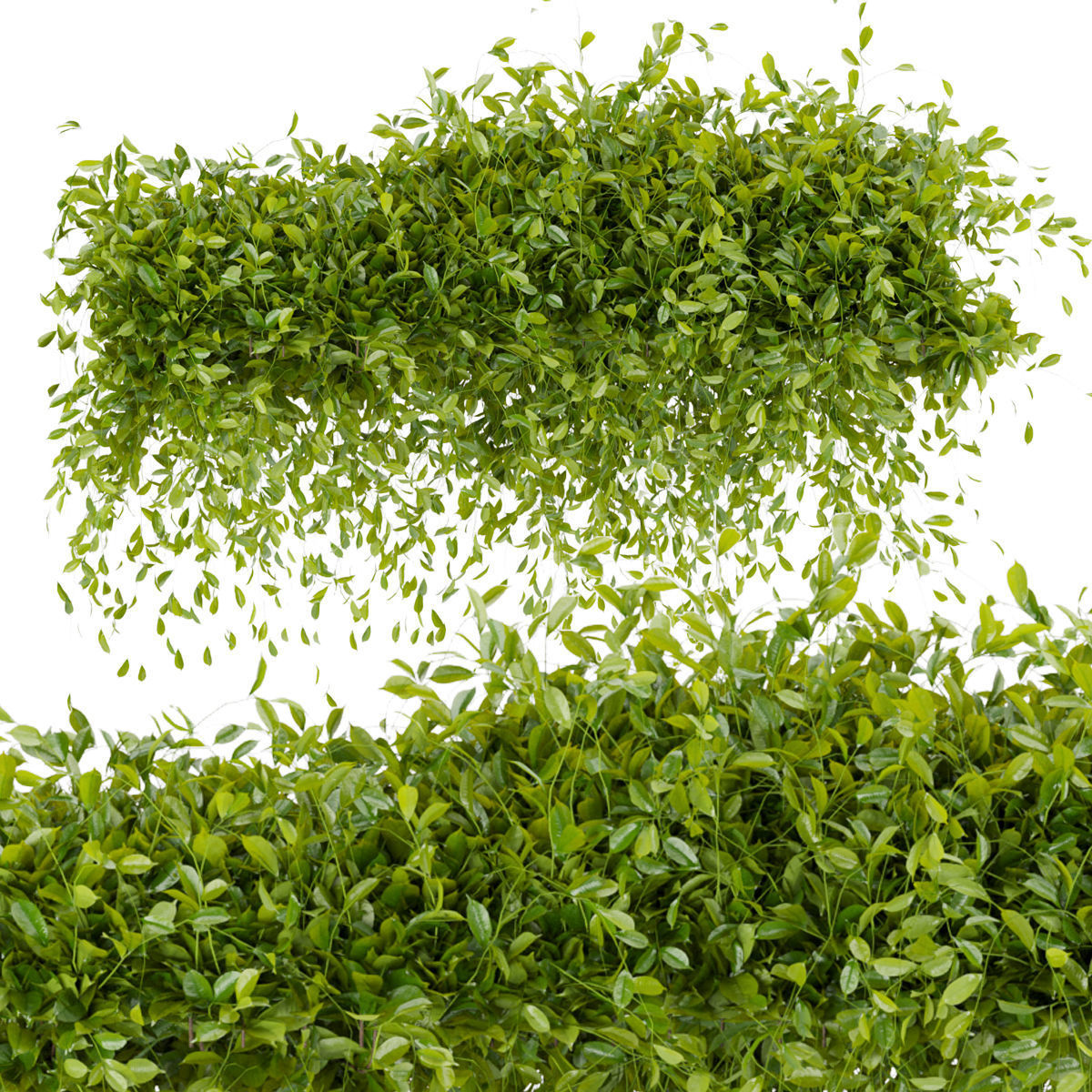 Collection plant vol 273 - bush - ivy - outdoor 3D model_2
