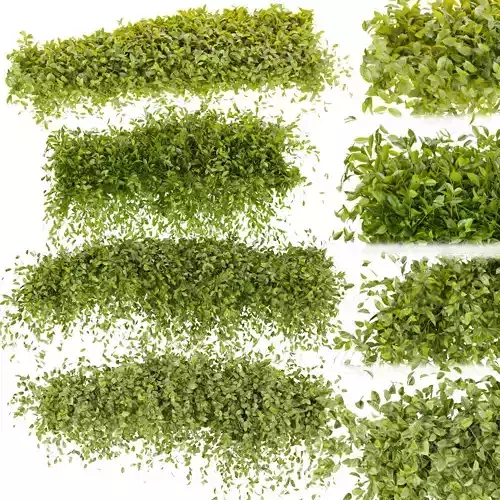 Collection plant vol 273 - bush - ivy - outdoor 3D model