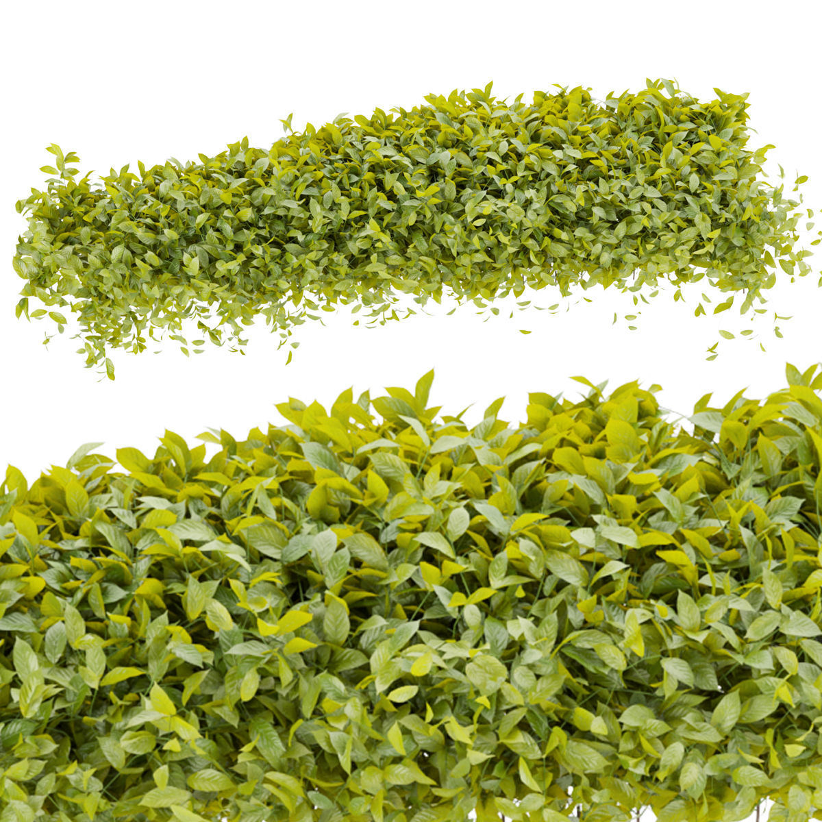 Collection plant vol 273 - bush - ivy - outdoor 3D model_1