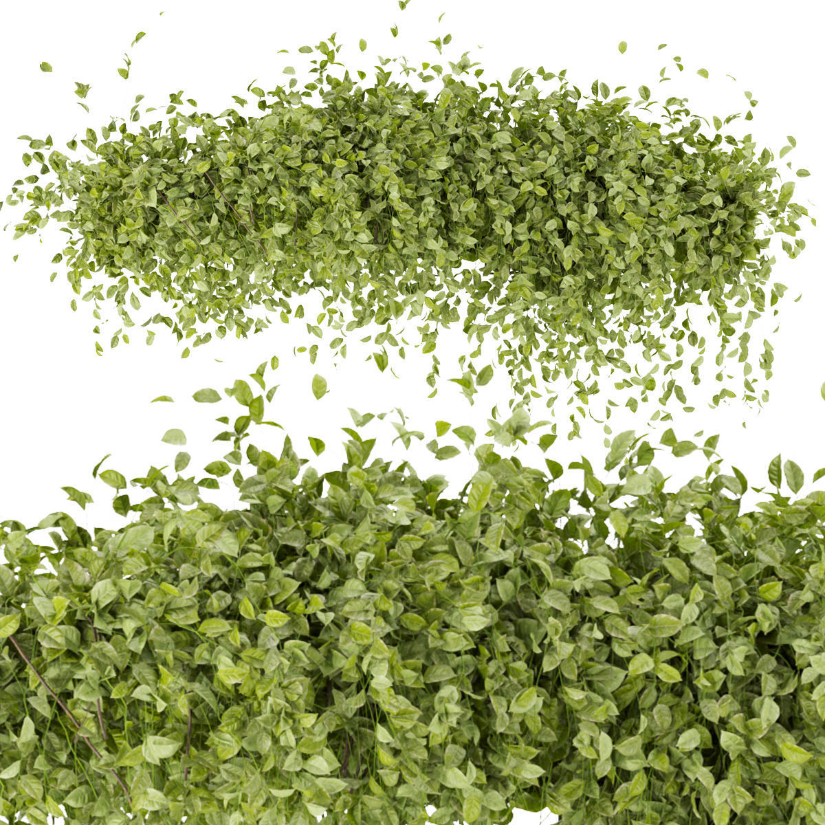 Collection plant vol 273 - bush - ivy - outdoor 3D model_4