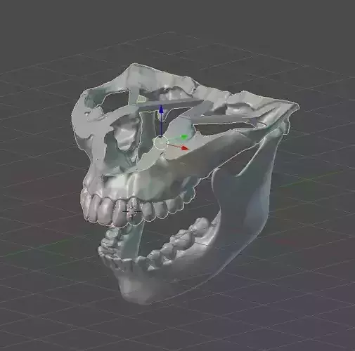 Skull human on table