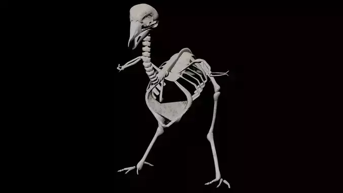 bird skeleton 3D model