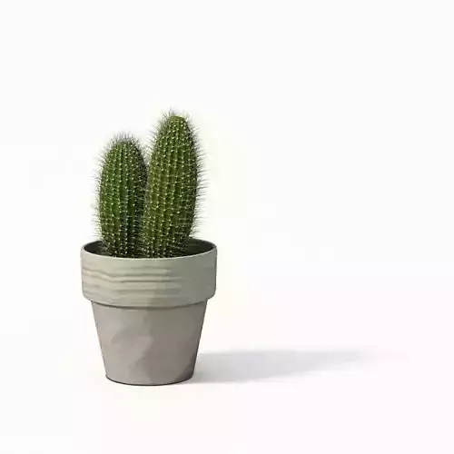 Potted Plant Cactus