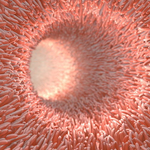 Intestinal villi animated 3D model