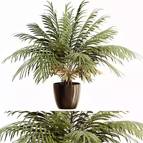 Palm plant 1