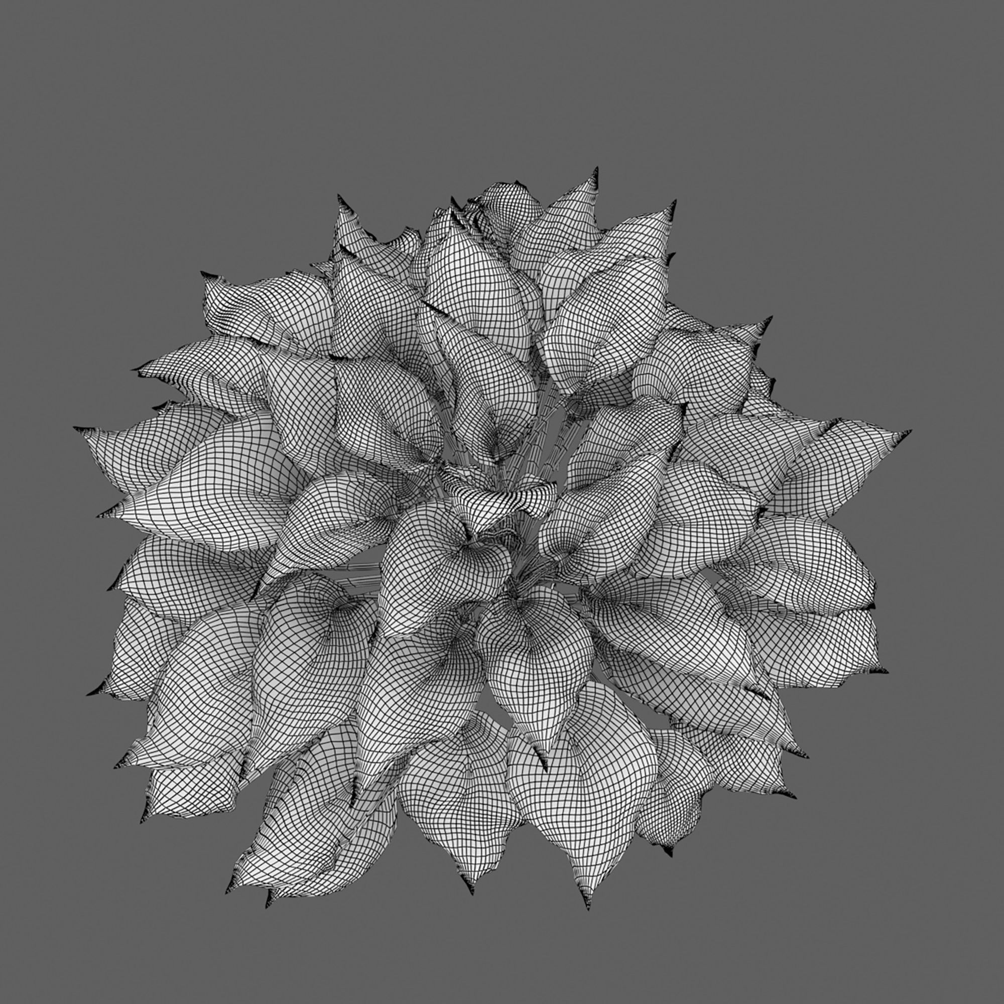 Hosta 01 3D model_6