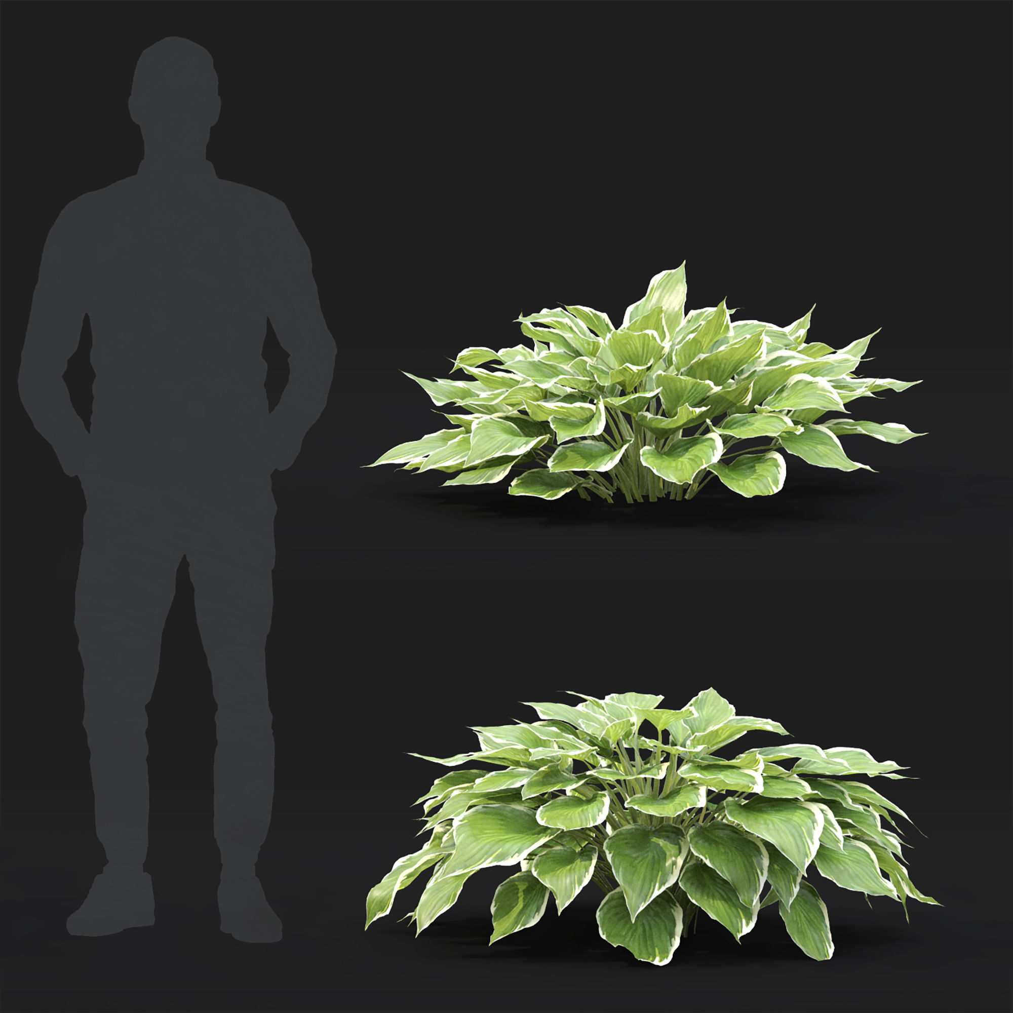 Hosta 01 3D model_2
