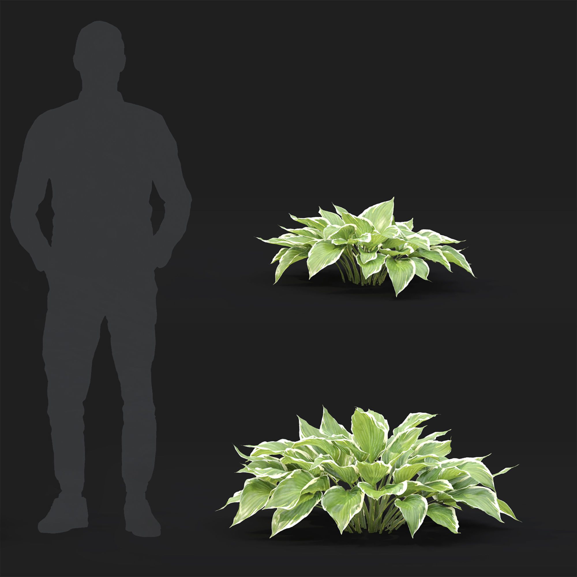 Hosta 01 3D model_4