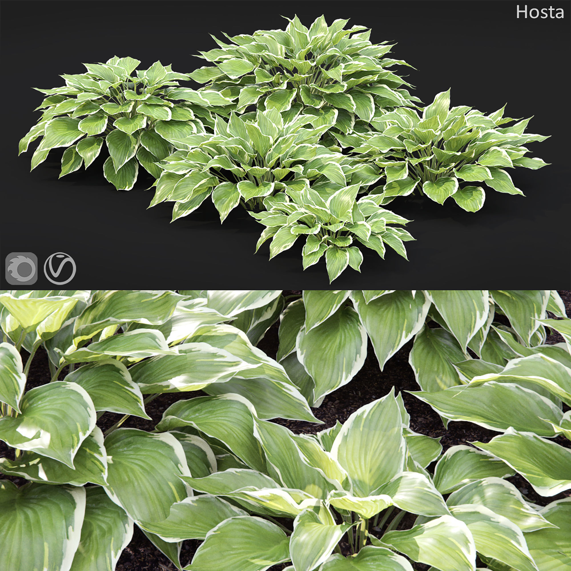Hosta 01 3D model_5