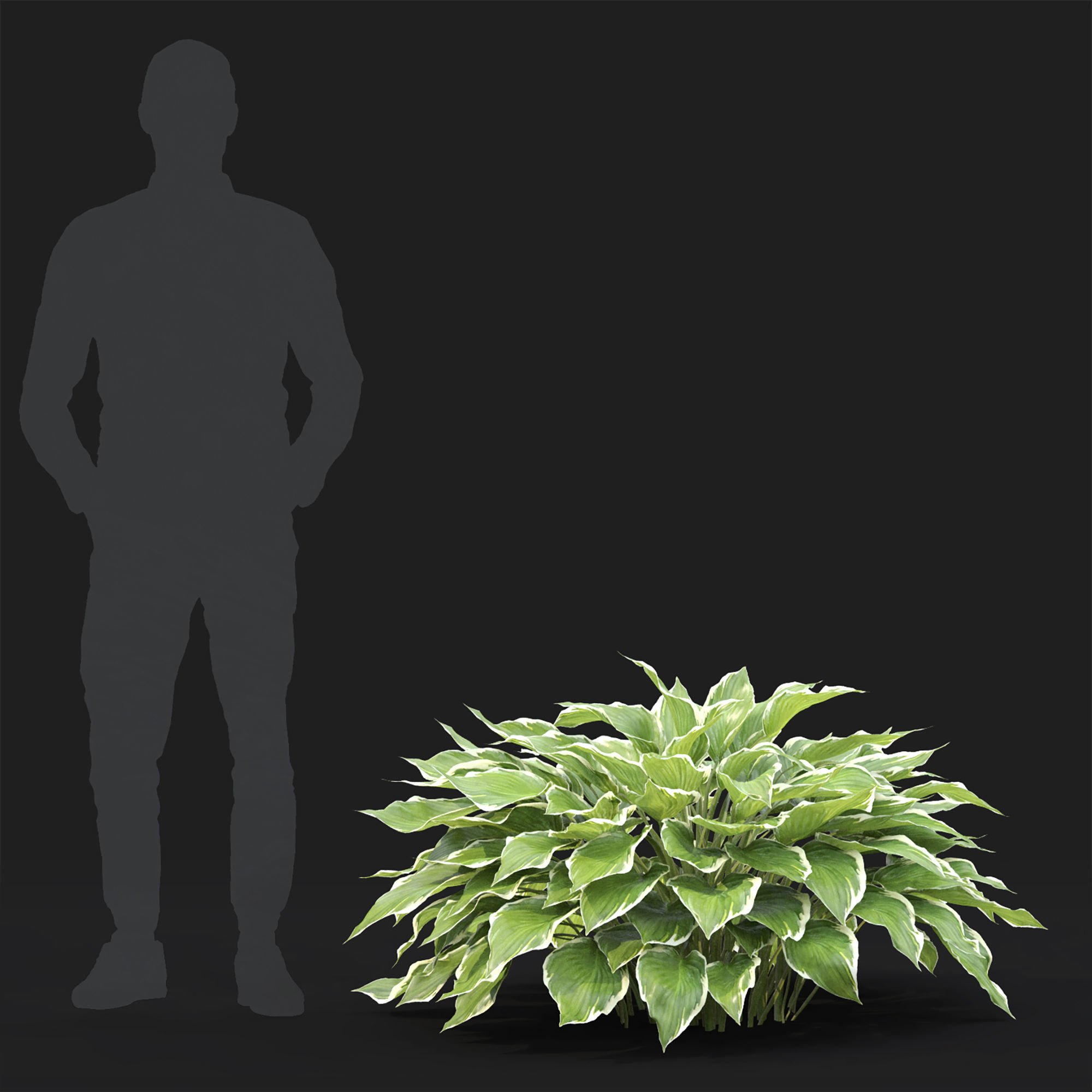 Hosta 01 3D model_3