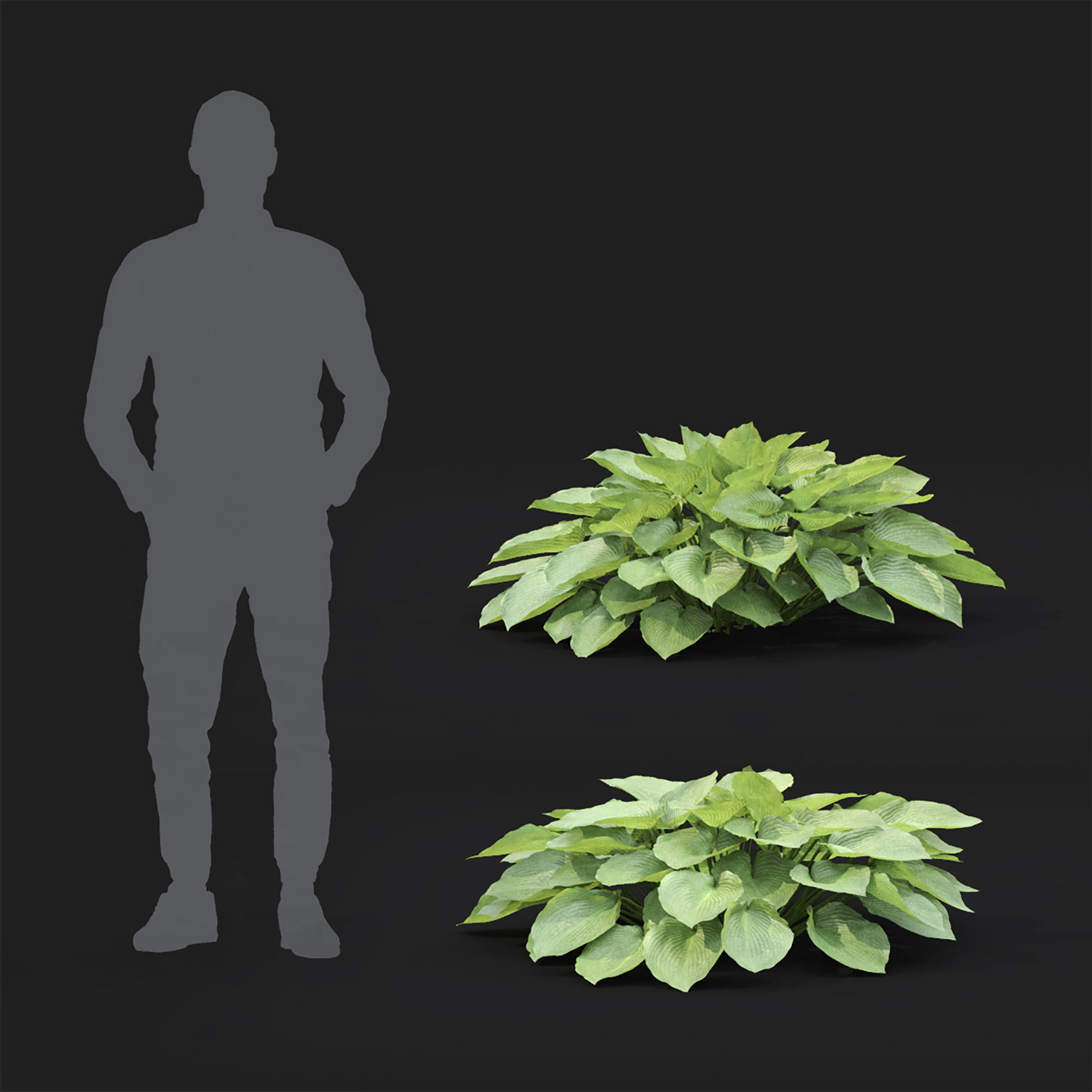 Hosta 02 3D model_3