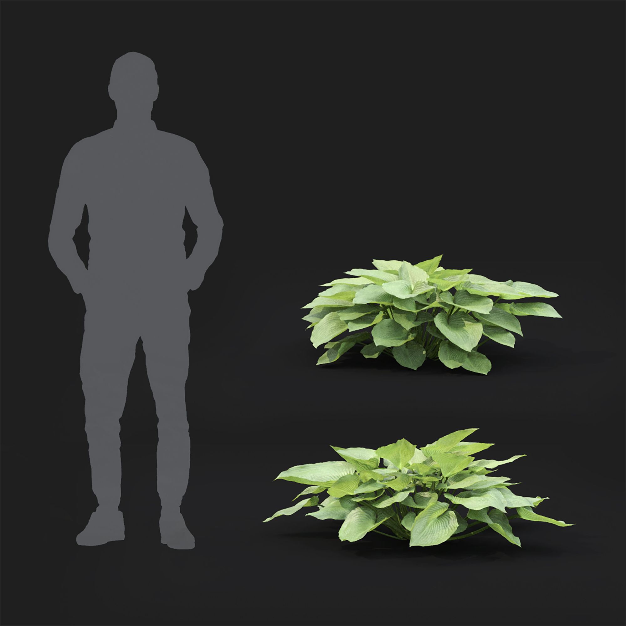 Hosta 02 3D model_5