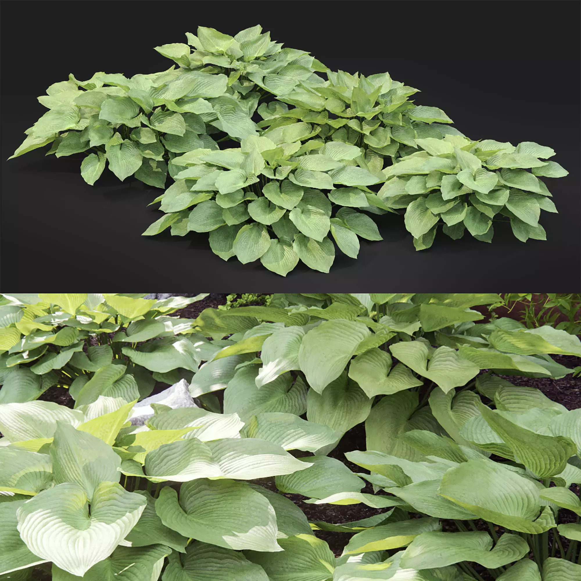 Hosta 02 3D model_0