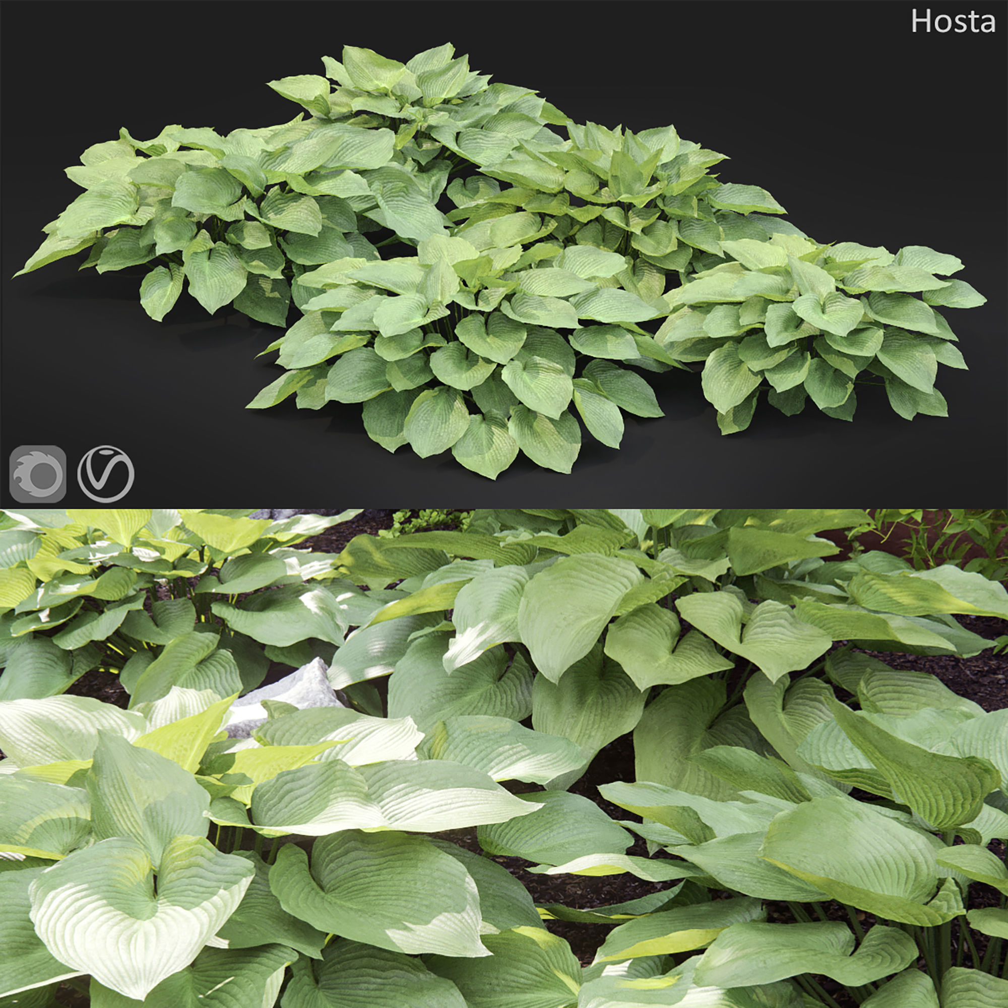 Hosta 02 3D model_4
