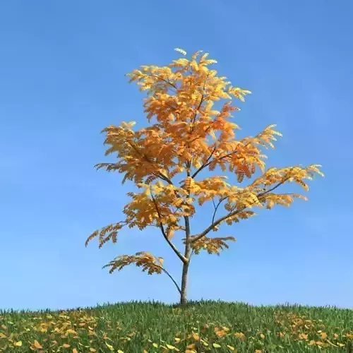 Yellow Leaf Tree
