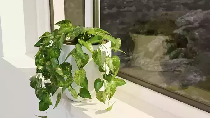 Pothos plant