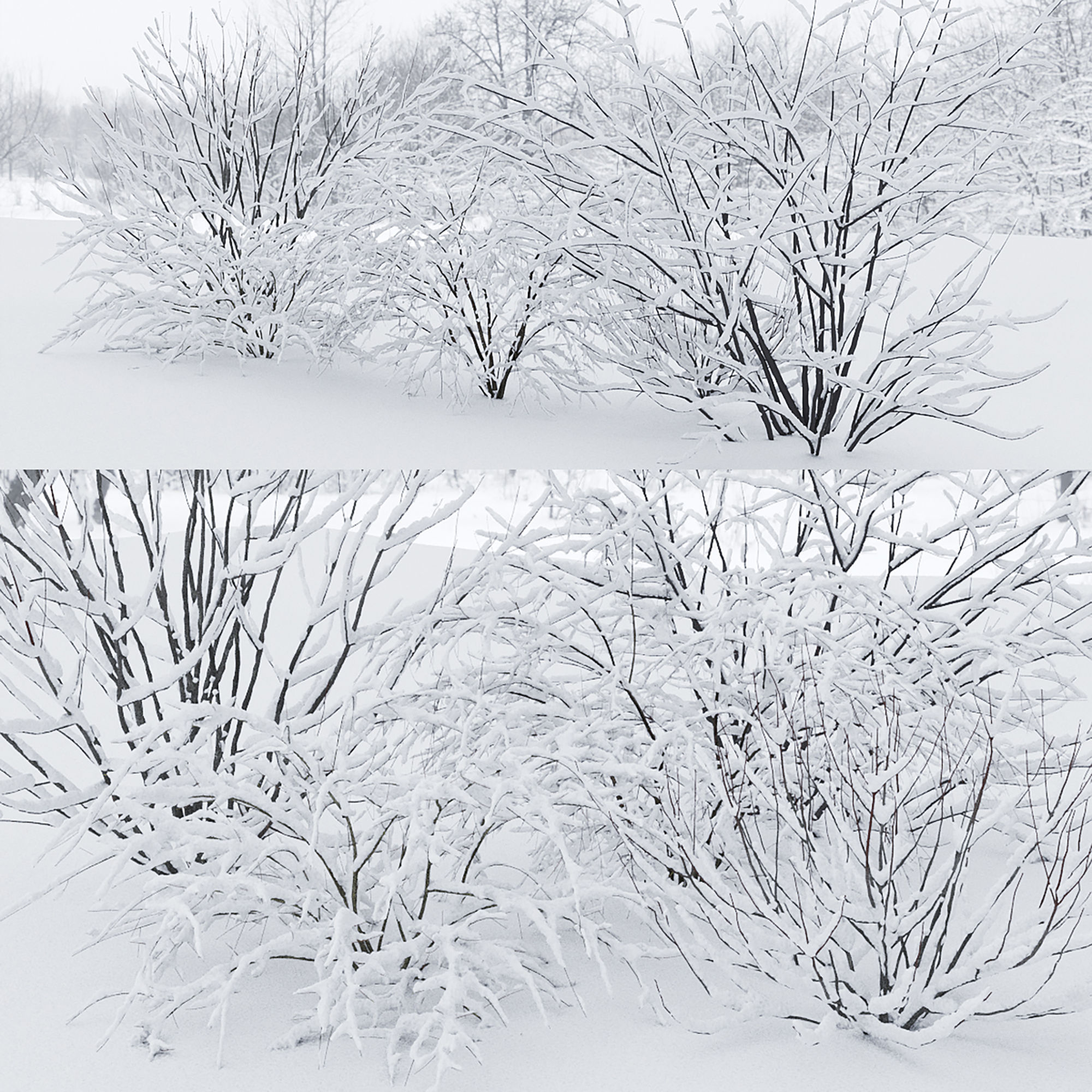 Winter bushes 01 3D model_1