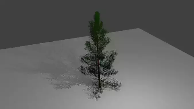 3D Conifers Pine Tree 3D model