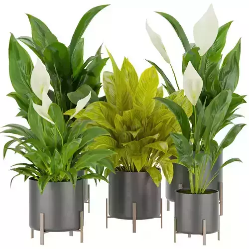 Collection plant vol 274 - imdoor - peace - lily 3D model