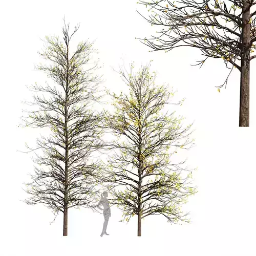 2tree Real Tree Acer Buergerianum Small Winter 3D model