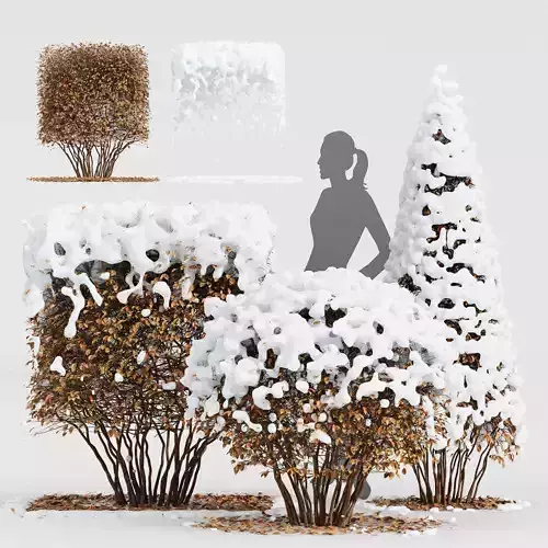 Dwarf Yaupon Holly Box Spherical Cone Winter Free 3D model