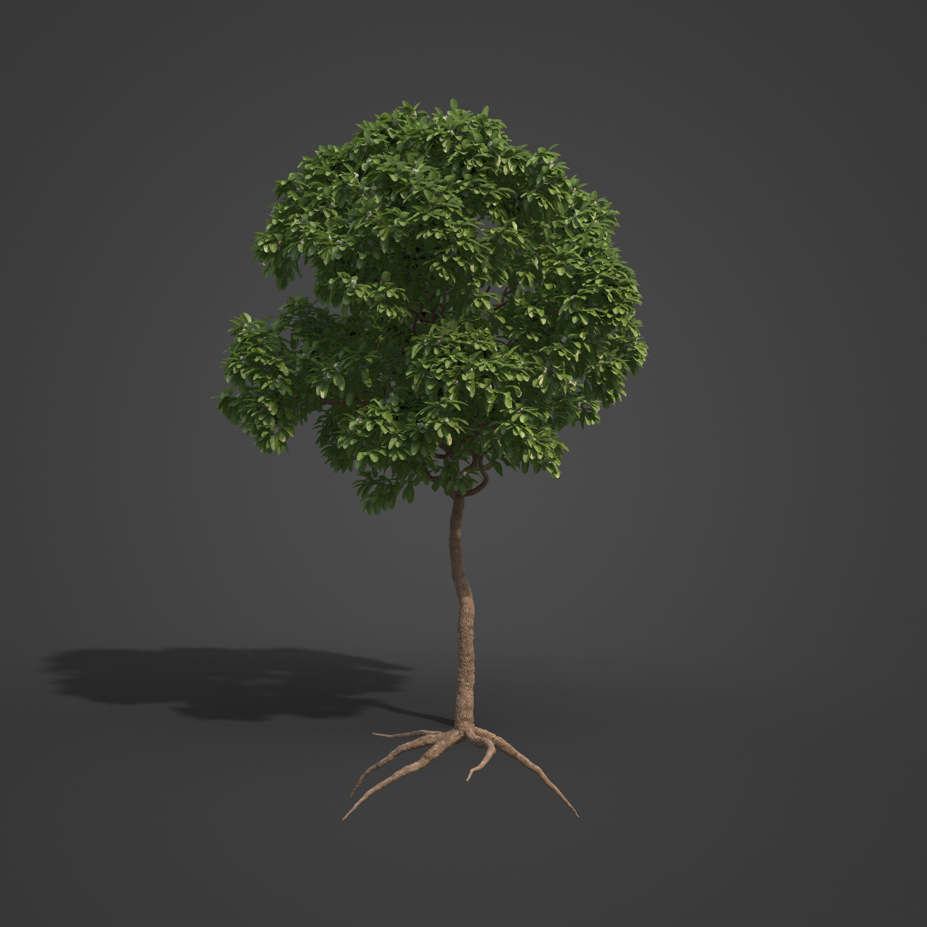 2021 PBR Arrow Poison Collection - Acokanthera Venenata  3D model_5