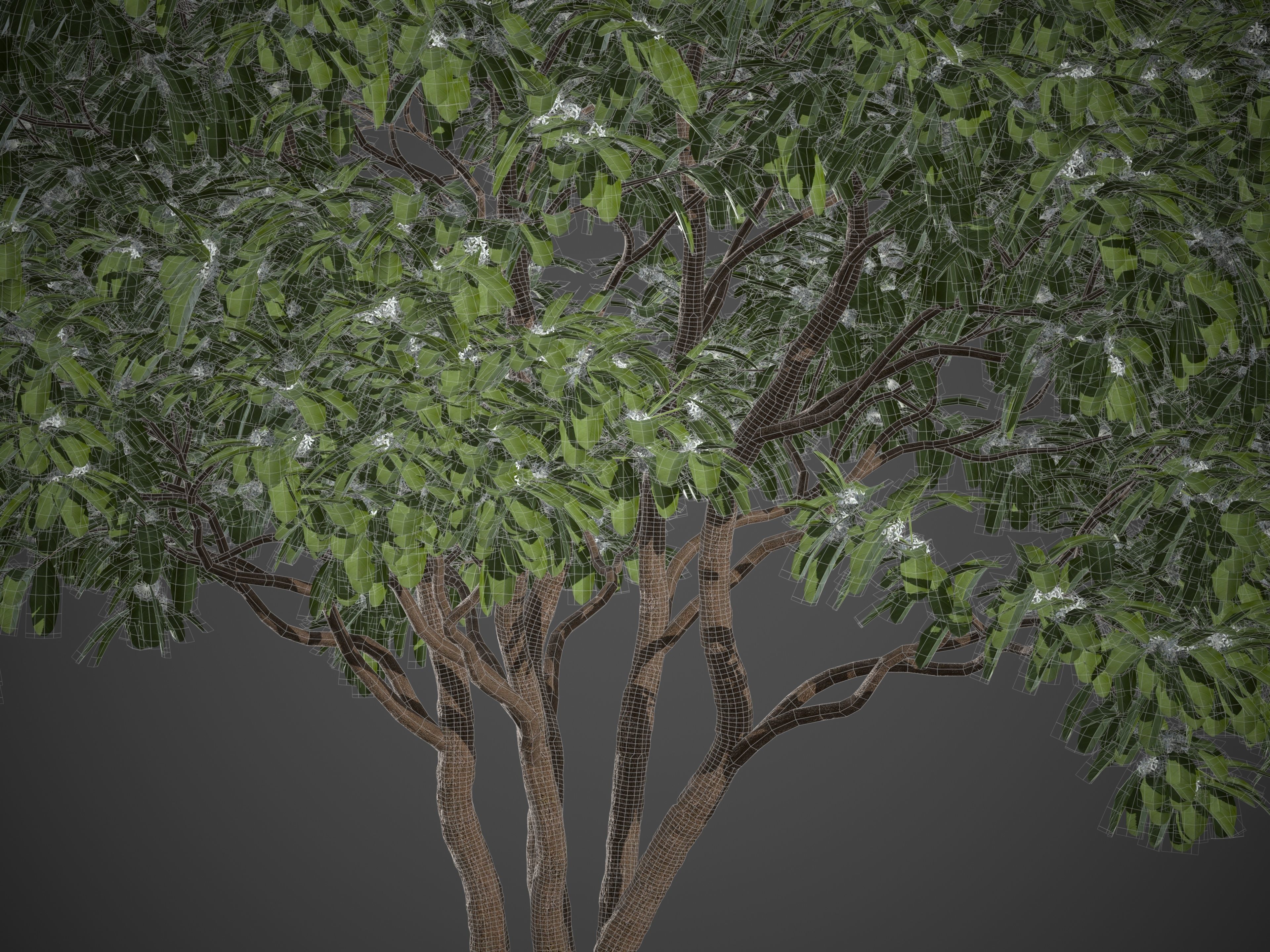 2021 PBR Arrow Poison Collection - Acokanthera Venenata  3D model_8