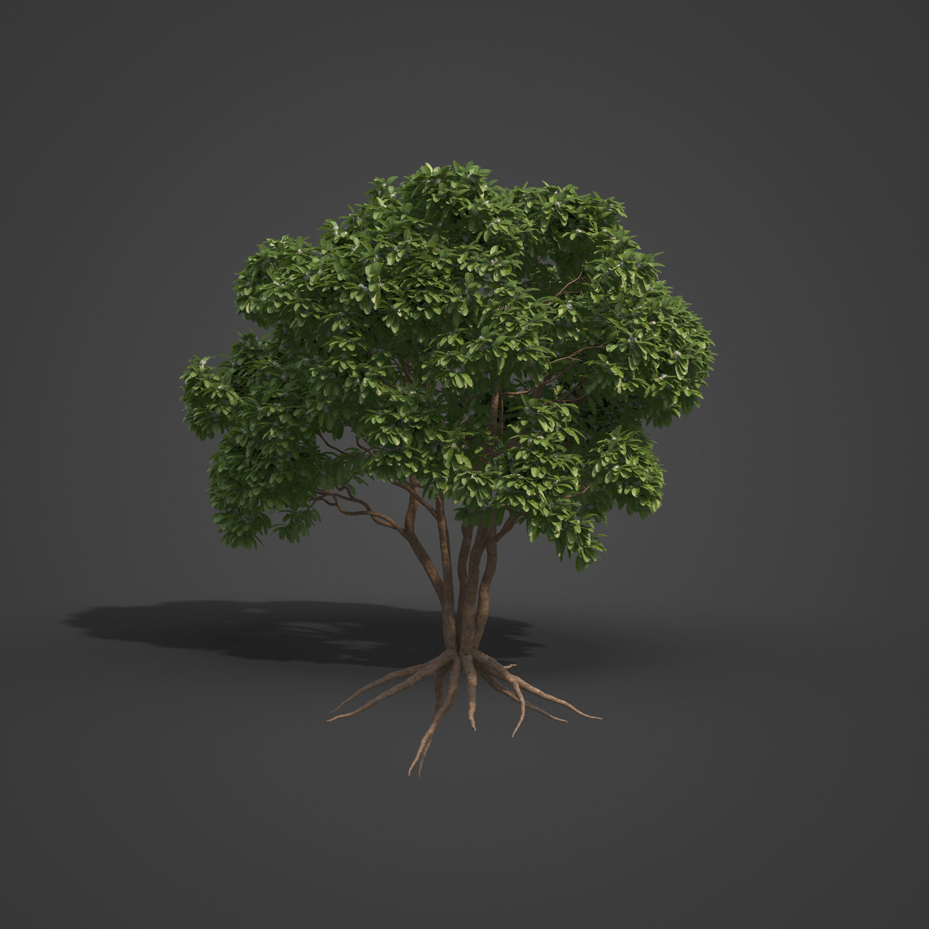 2021 PBR Arrow Poison Collection - Acokanthera Venenata  3D model_4