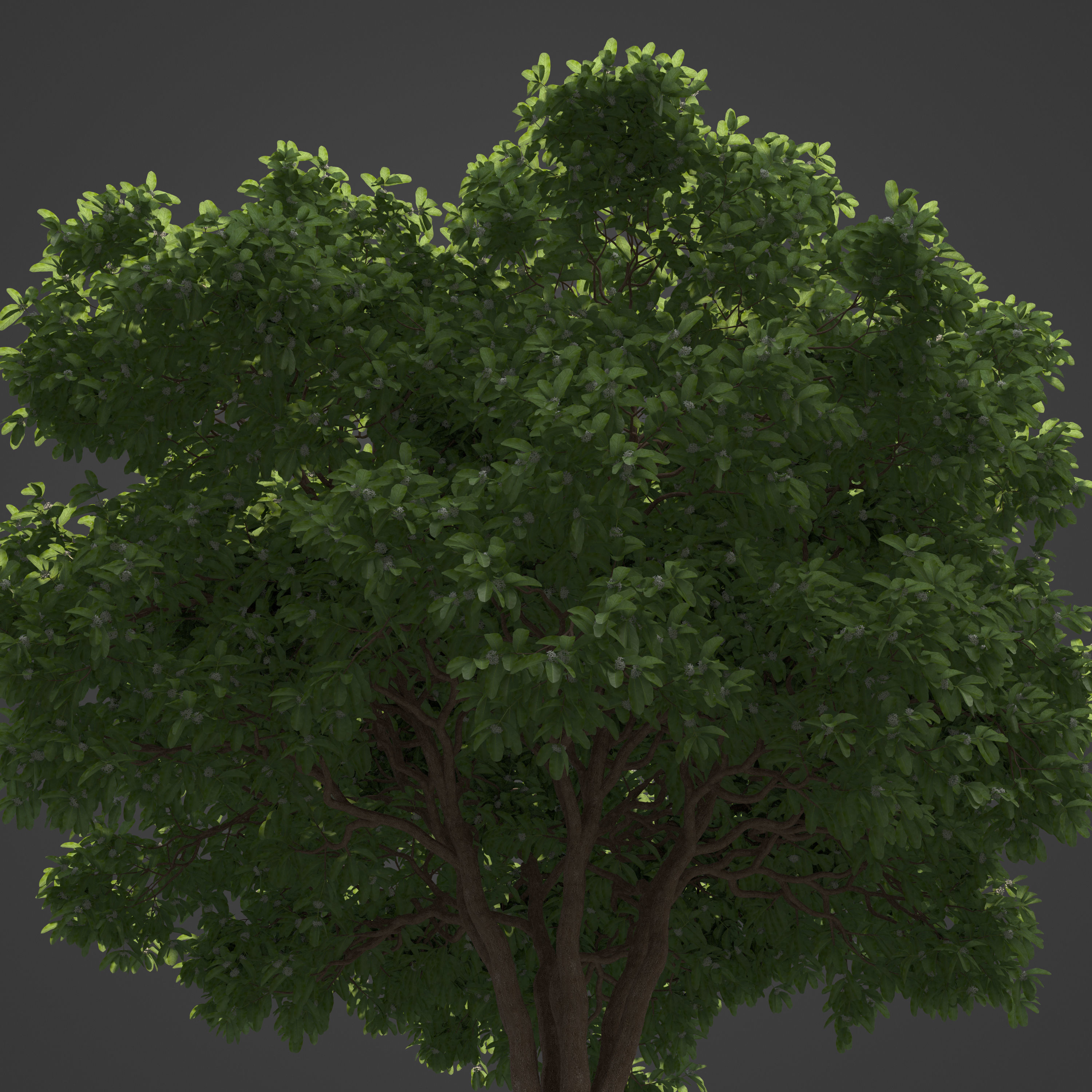 2021 PBR Arrow Poison Collection - Acokanthera Venenata  3D model_3