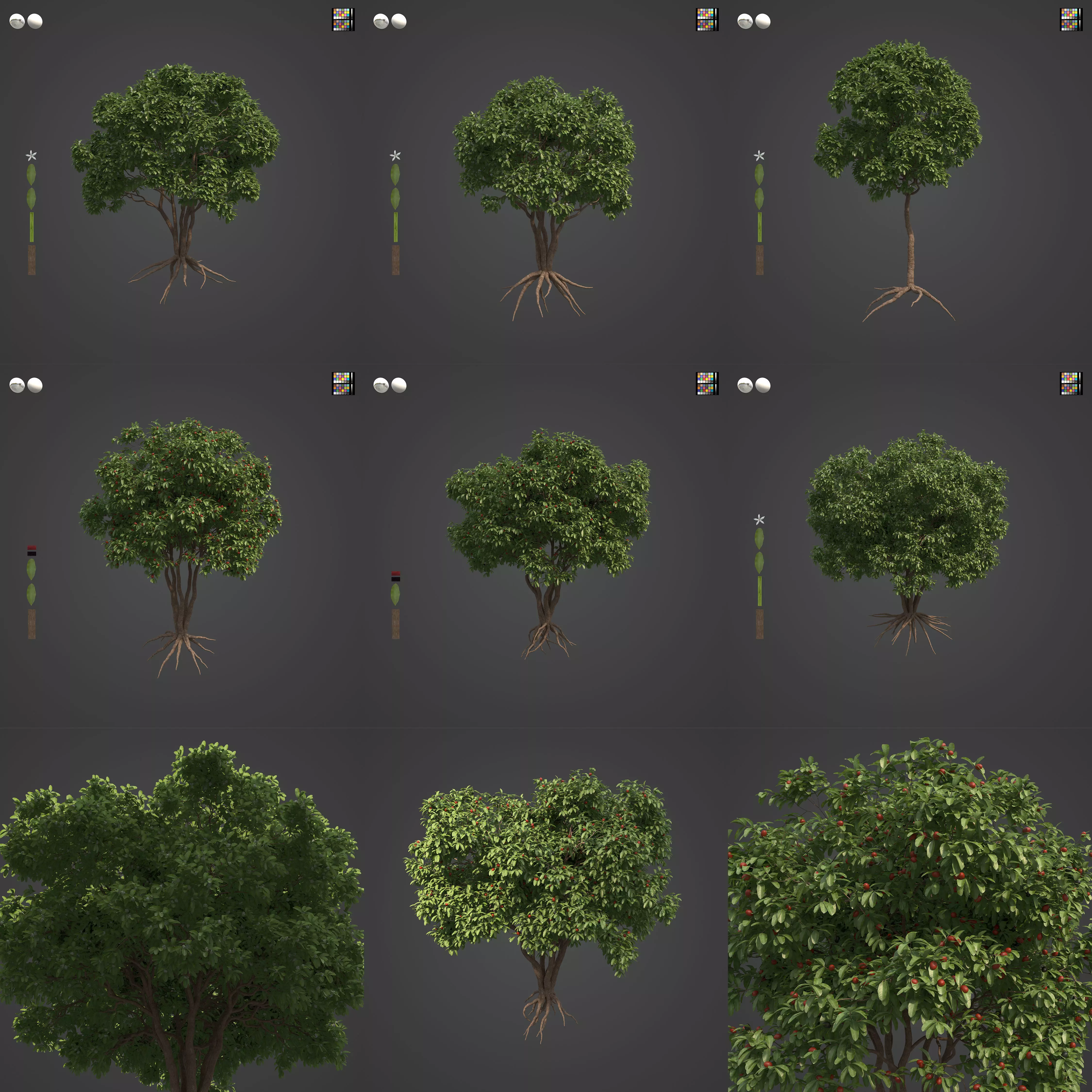 2021 PBR Arrow Poison Collection - Acokanthera Venenata  3D model_0