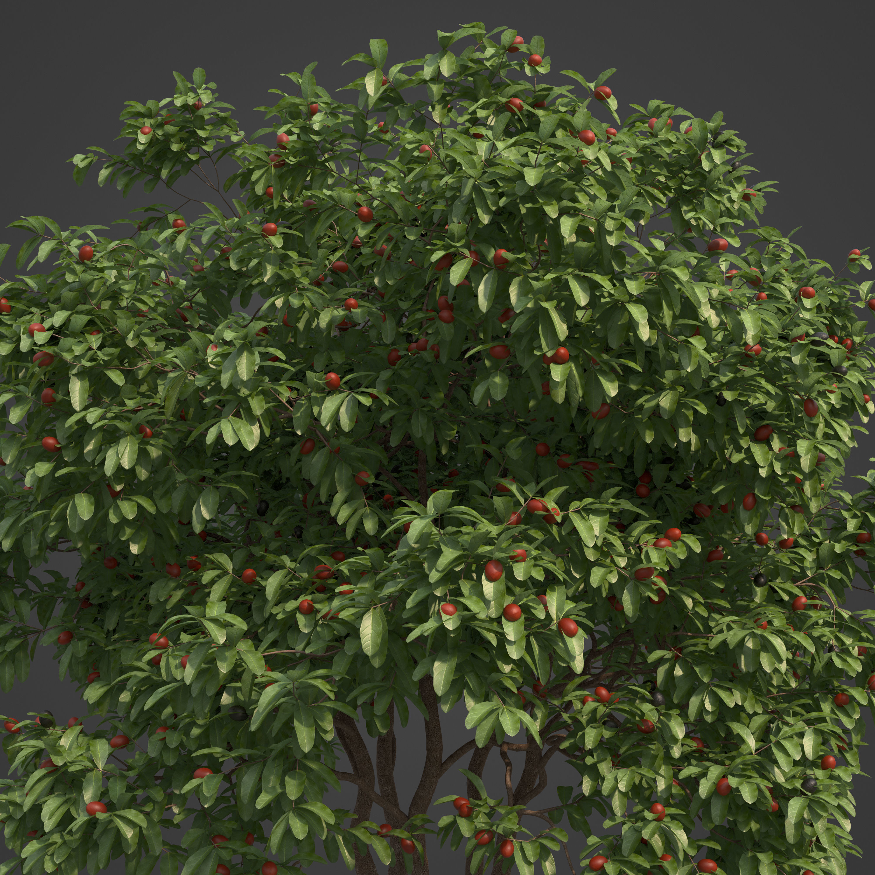 2021 PBR Arrow Poison Collection - Acokanthera Venenata  3D model_2