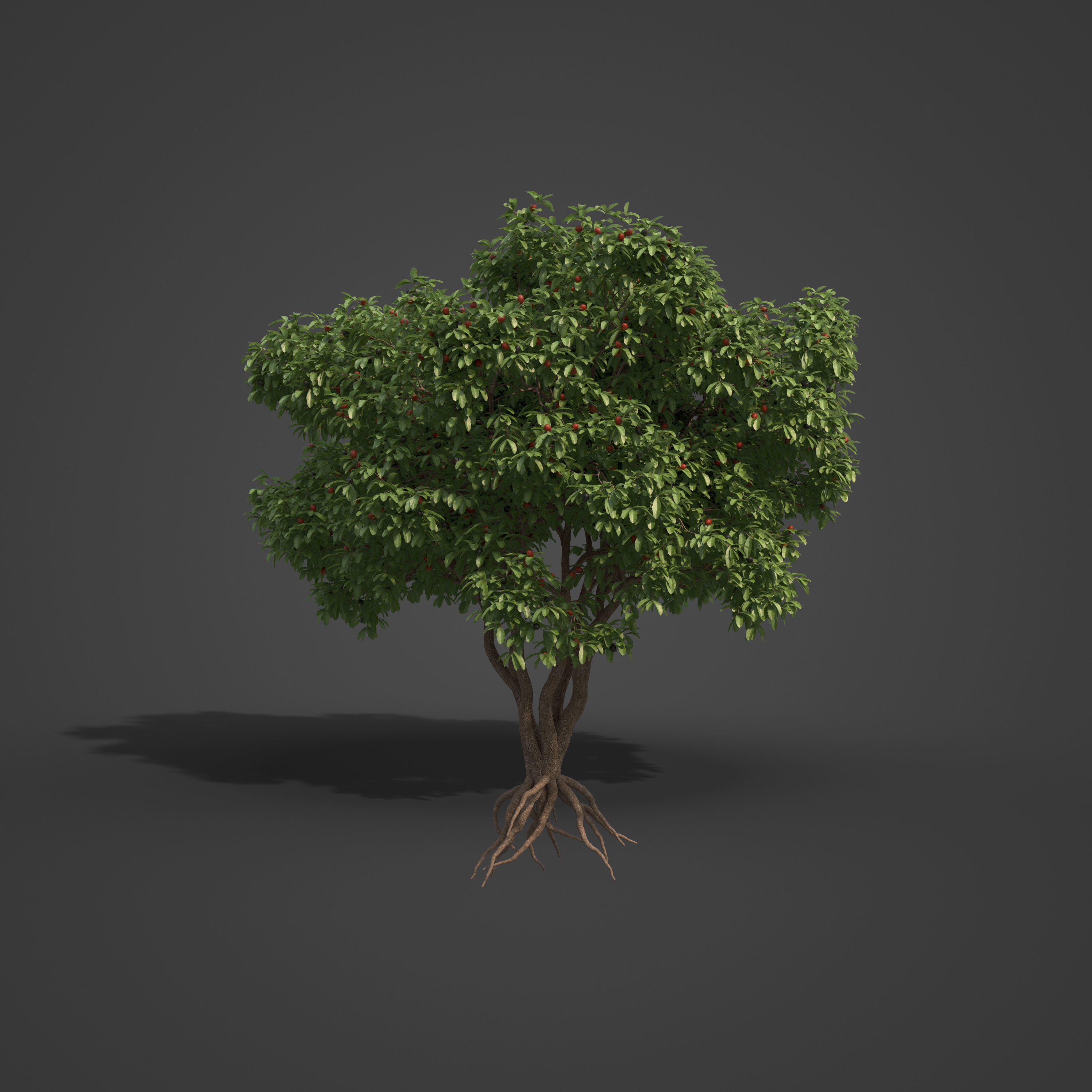 2021 PBR Arrow Poison Collection - Acokanthera Venenata  3D model_7